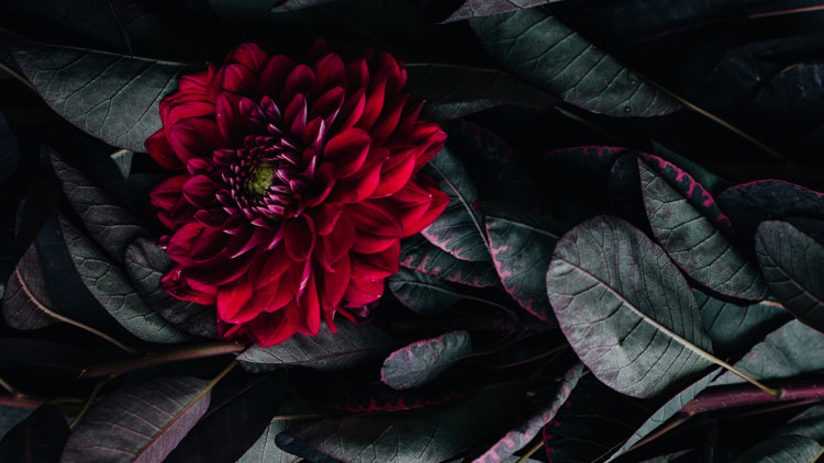 On the Nature of Friendship