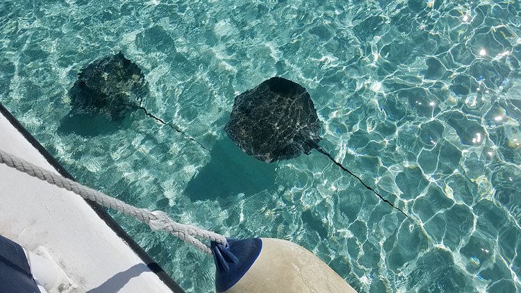 Just how hard is it to be NICE???