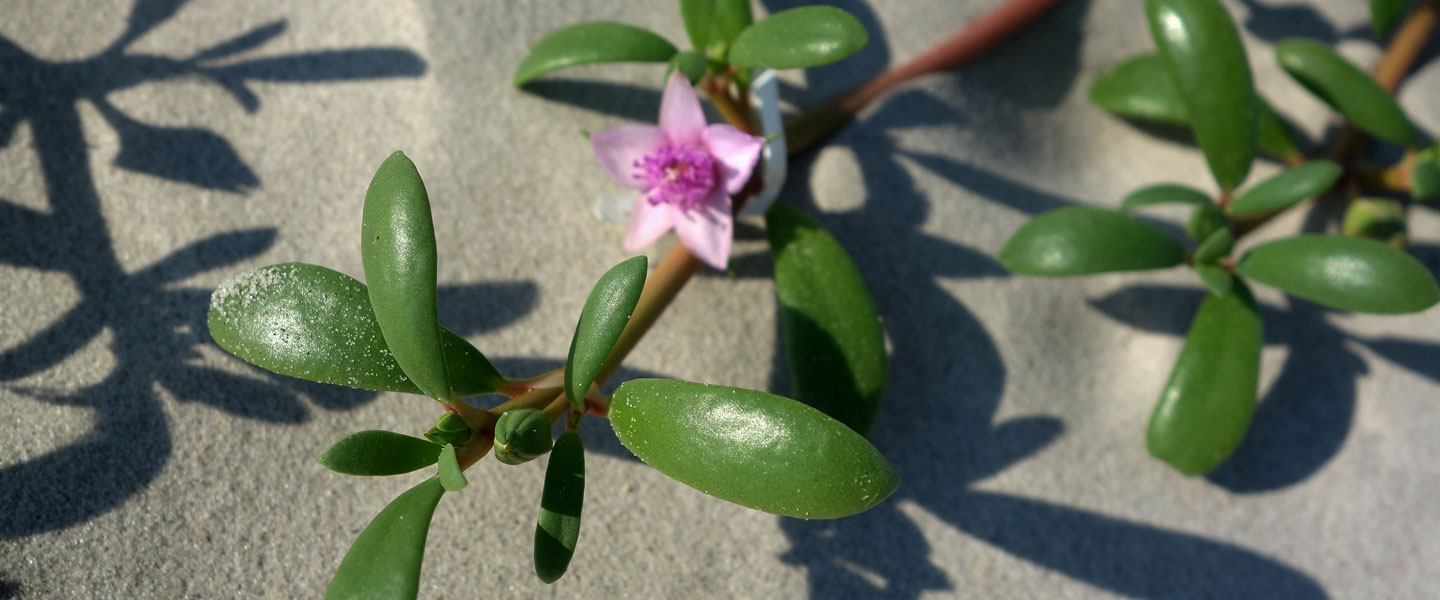 flowers growing in a sand dune