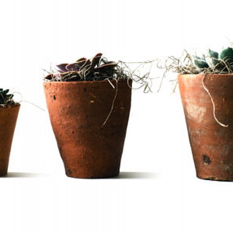 Petals the GardenDoc (I@H-D)